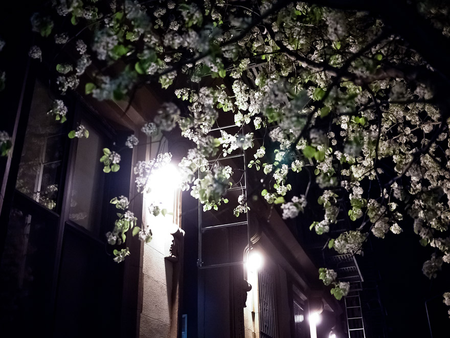 nightflowers-08